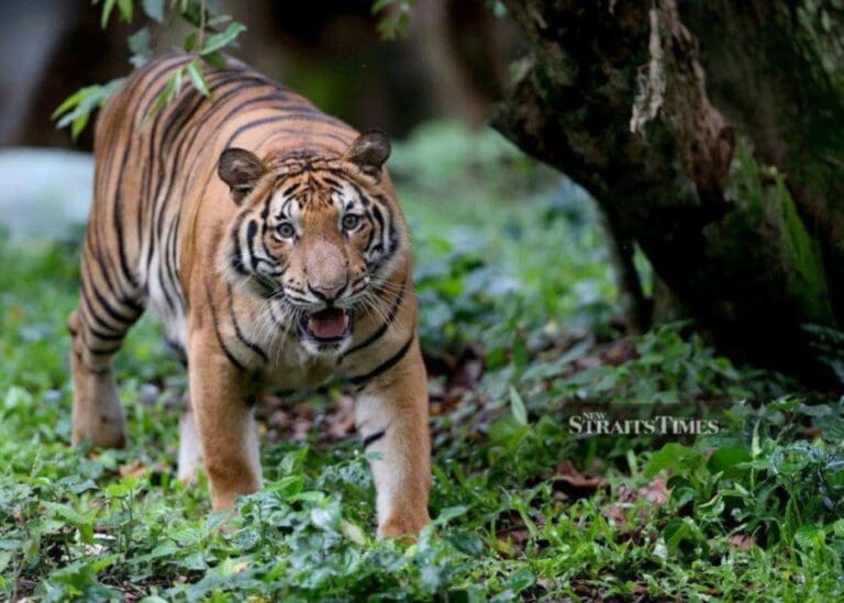 Malayan poachers