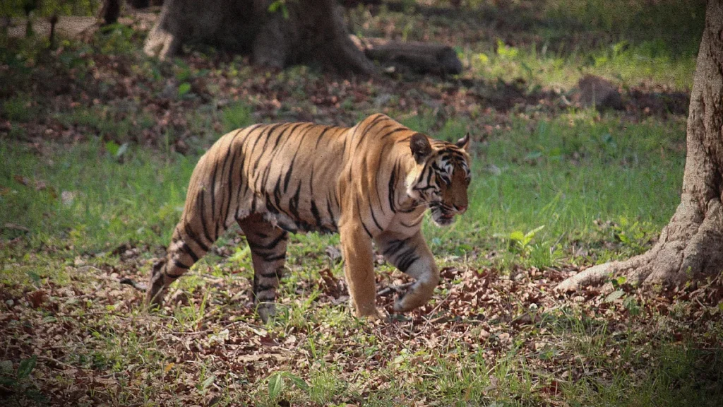 Myanmar poaching pathway