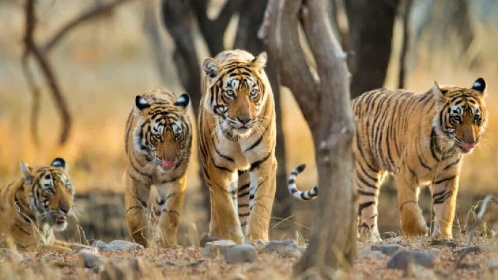 Rajasthan relocation
