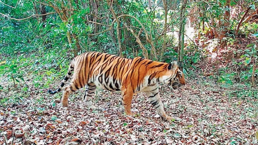 Sahyadri Tiger Reserve