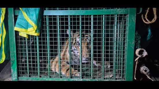 Sitapur tigress
