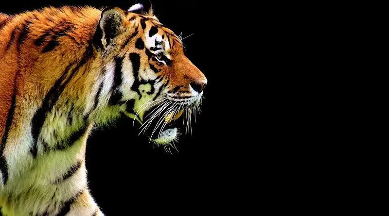 Tiger economy