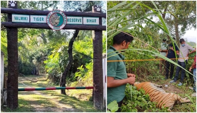 Valmiki tiger