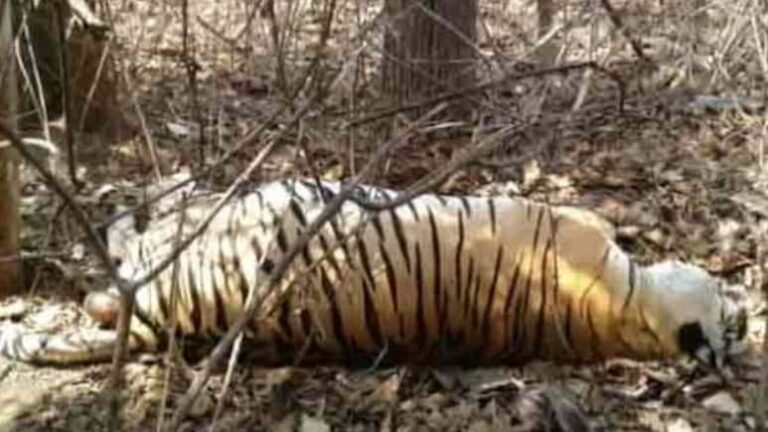Kanha tiger